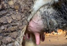 Animal Rights Watch e.V. - ARIWA