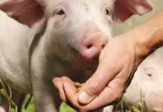 Animal Rights Watch e.V. - ARIWA