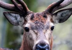 Animal Rights Watch e.V. - ARIWA