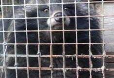 Animal Rights Watch e.V. - ARIWA