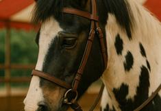 Animal Rights Watch e.V. - ARIWA