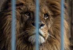 Animal Rights Watch e.V. - ARIWA