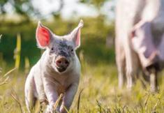 Animal Rights Watch e.V. - ARIWA