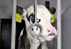 Animal Rights Watch e.V. - ARIWA