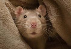 Animal Rights Watch e.V. - ARIWA