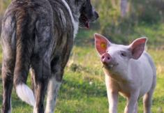 Animal Rights Watch e.V. - ARIWA