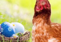 Animal Rights Watch e.V. - ARIWA