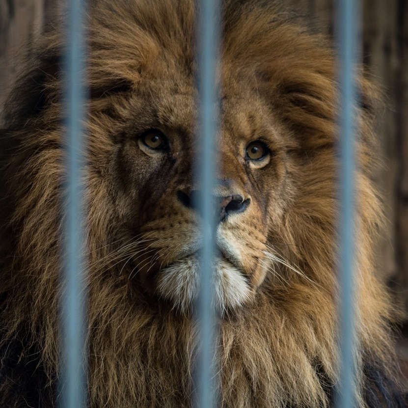 Animal Rights Watch e.V. - ARIWA