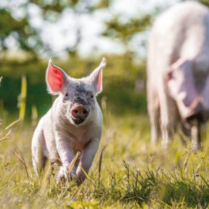 Animal Rights Watch e.V. - ARIWA