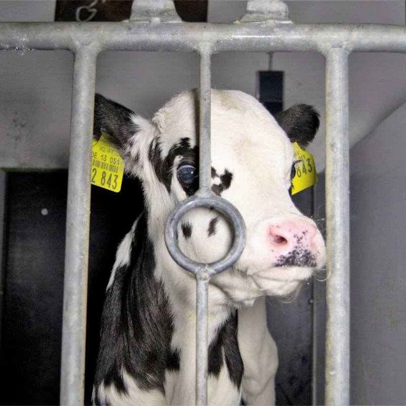 Animal Rights Watch e.V. - ARIWA