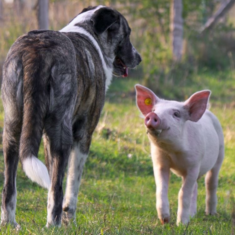 Animal Rights Watch e.V. - ARIWA