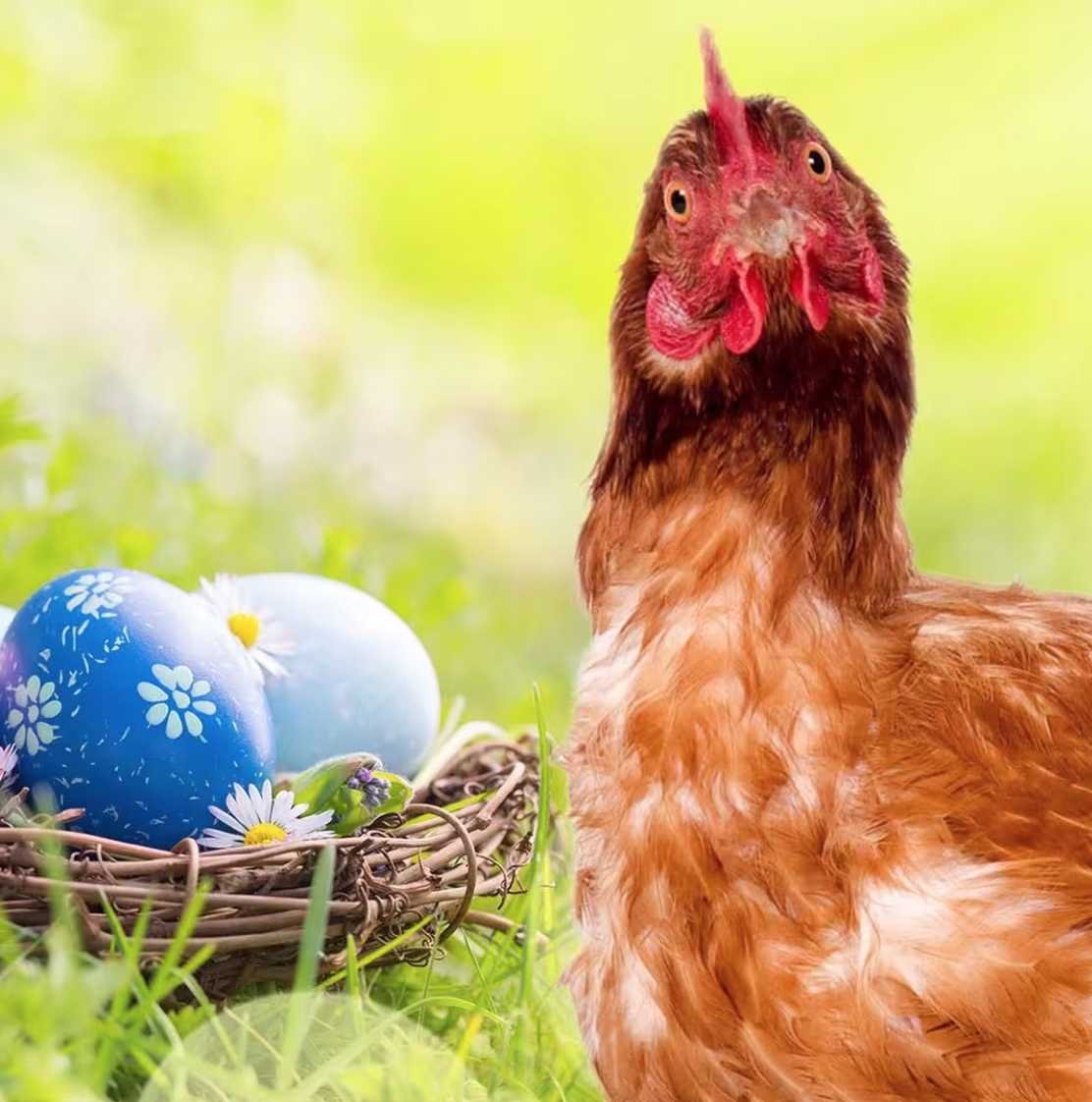 Animal Rights Watch e.V. - ARIWA