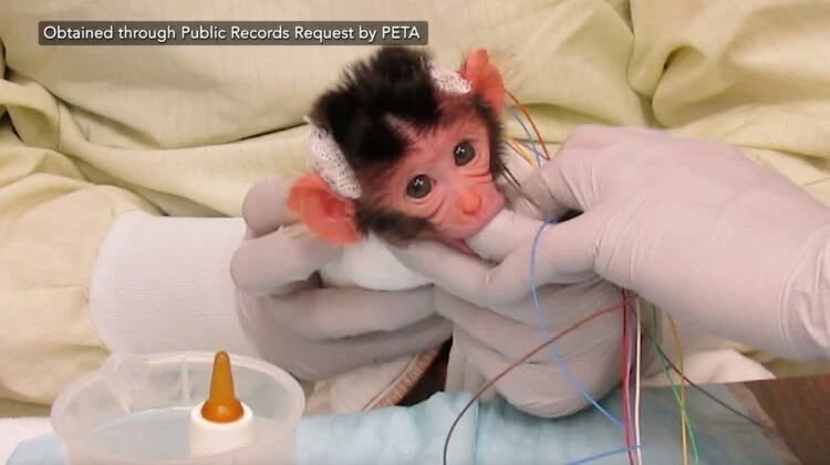 Northwest Animal Rights Network - NARN