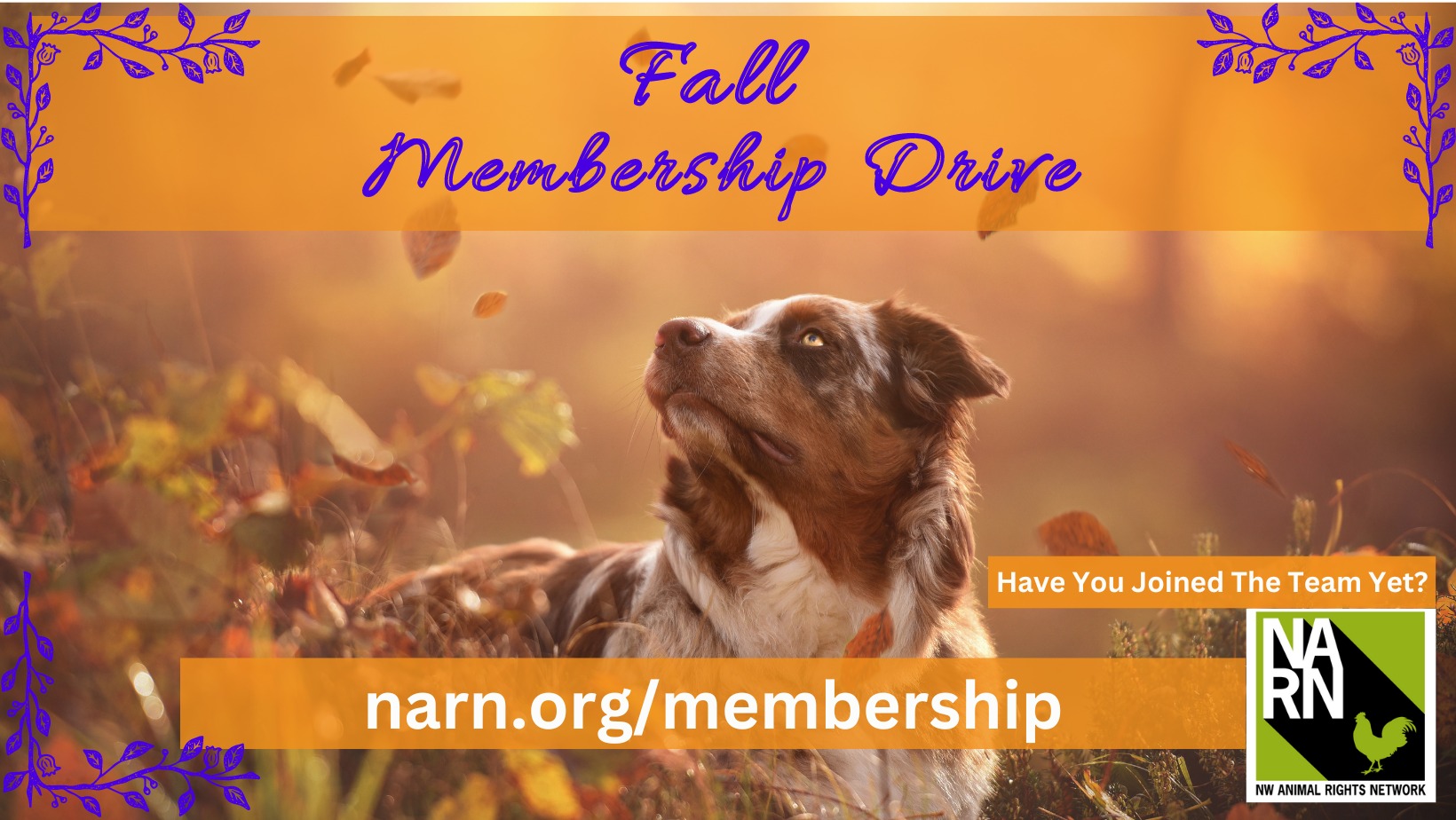 Northwest Animal Rights Network - NARN