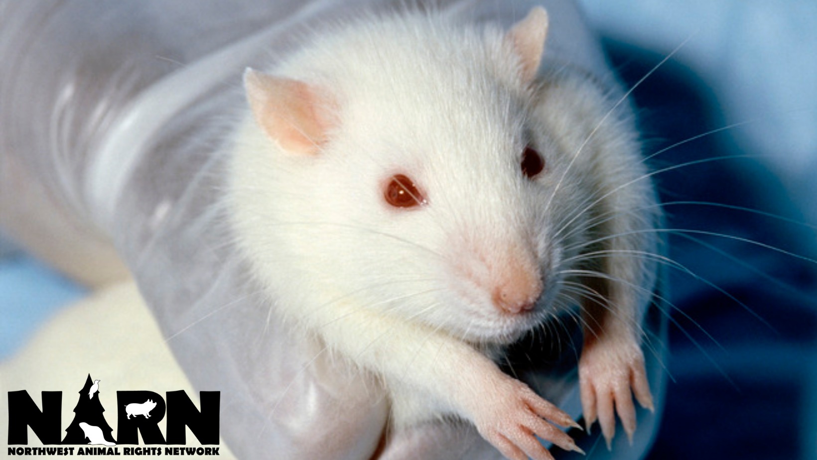 Northwest Animal Rights Network - NARN