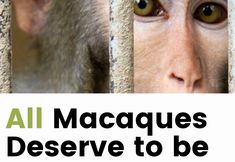 Northwest Animal Rights Network - NARN