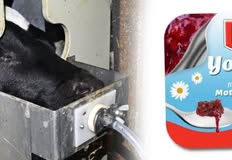 North East Animal Rights - NEAR