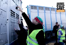 Schlachthäuser schließen