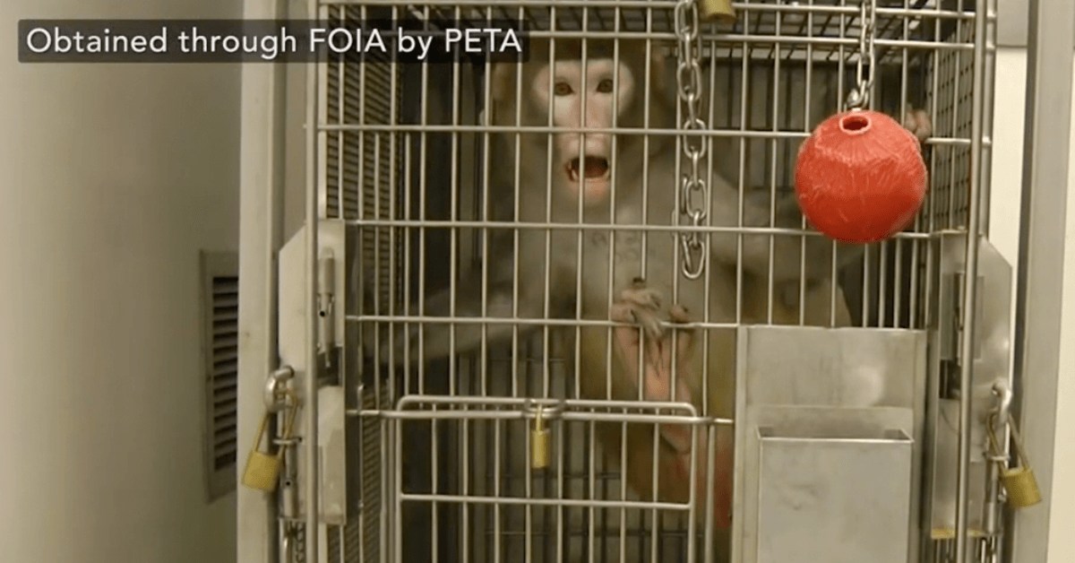 Protest for Animal Rights