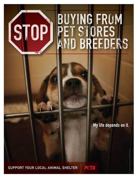 Protest for Animal Rights