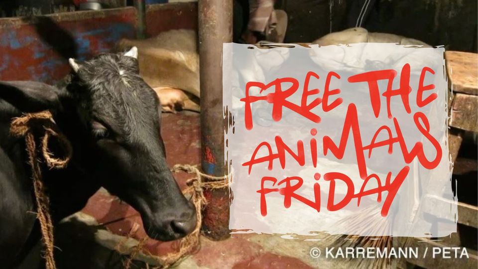 Protest for Animal Rights