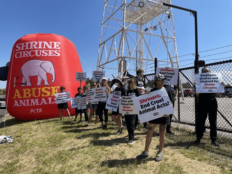 Protest for Animal Rights