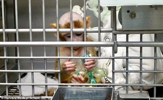 Protest for Animal Rights