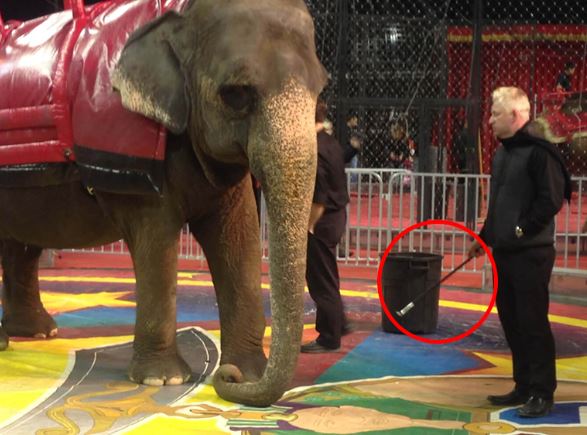 Protest for Animal Rights