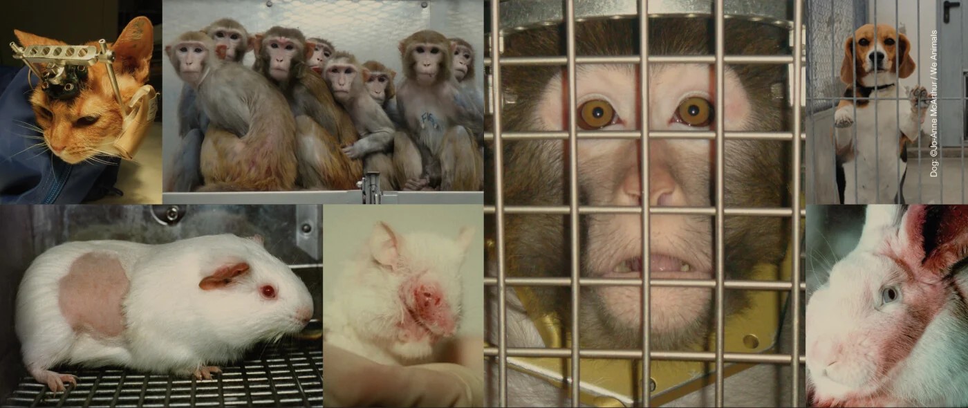 Protest for Animal Rights