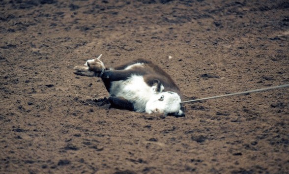 Protest for Animal Rights