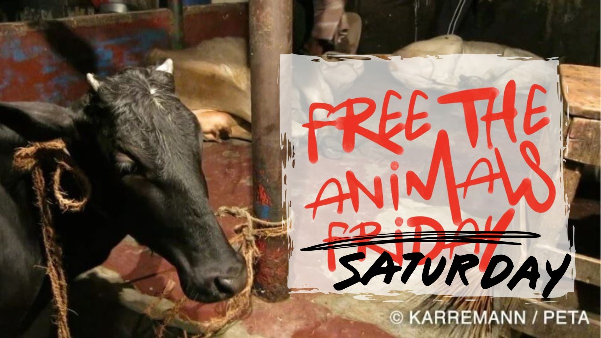 Protest for Animal Rights