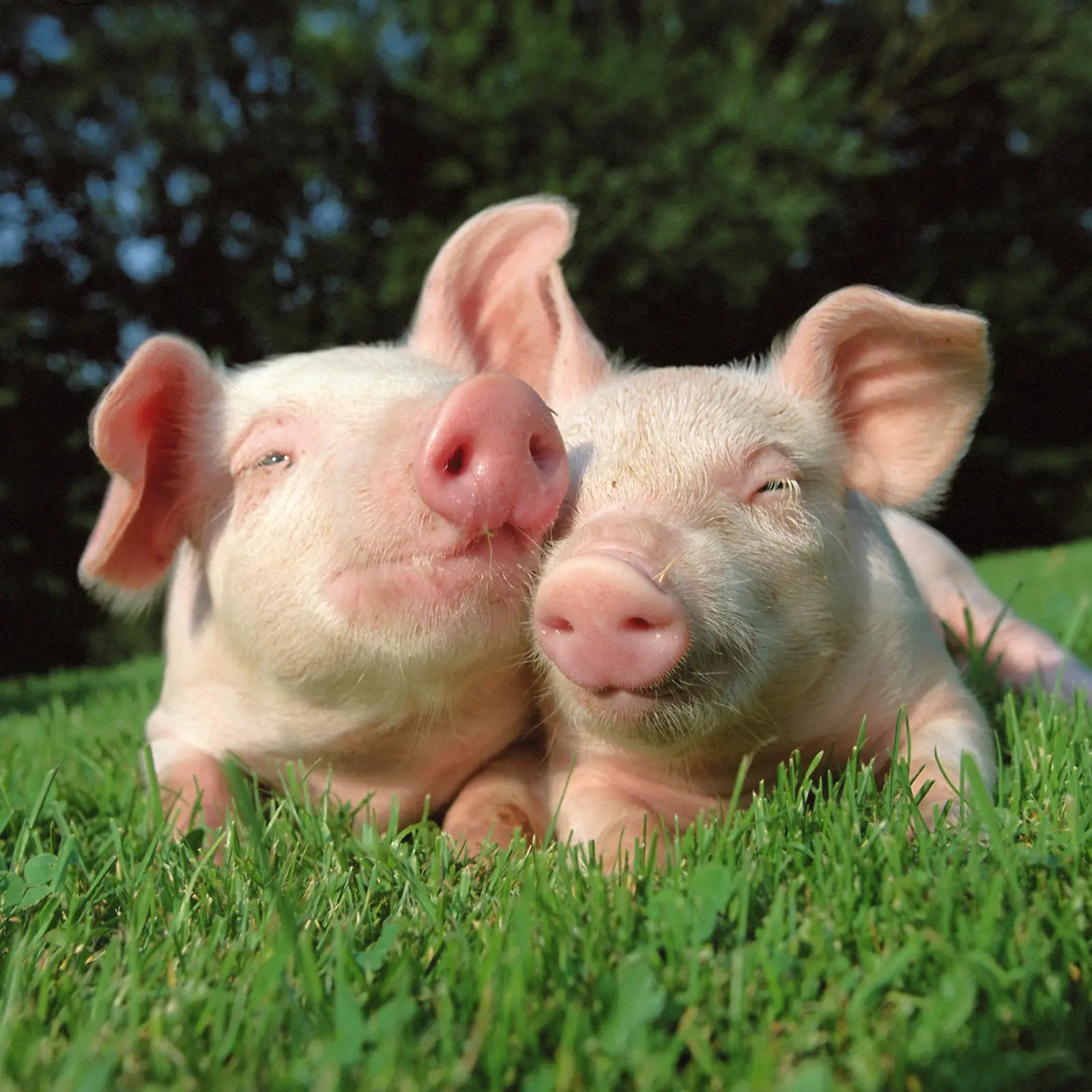 Protest for Animal Rights