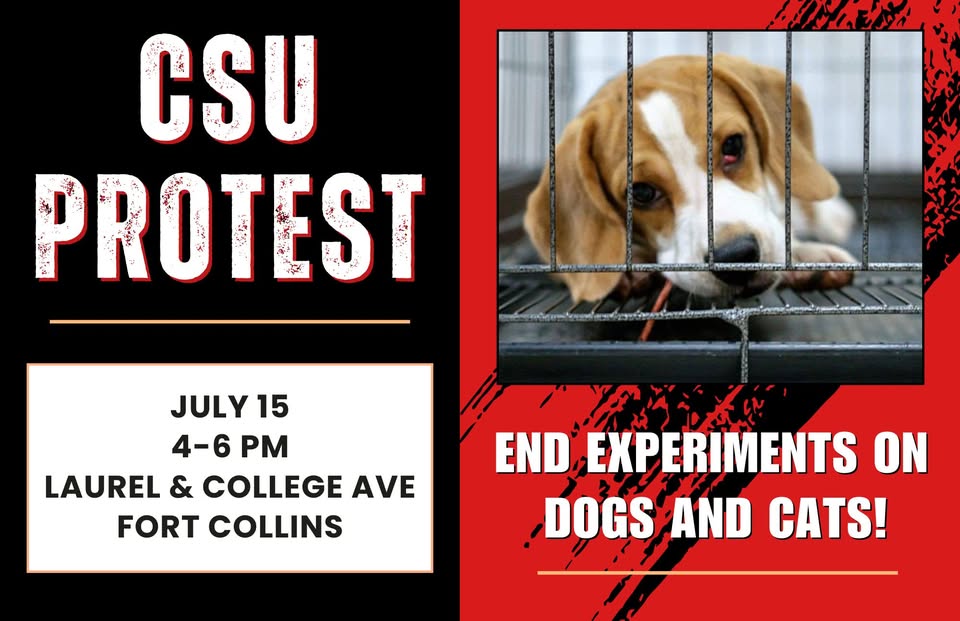 Protest for Animal Rights