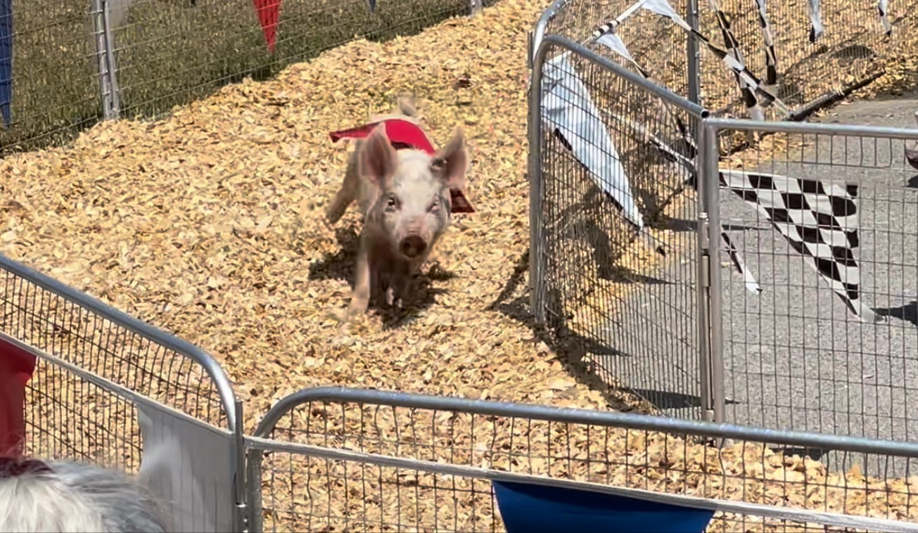 Protest for Animal Rights