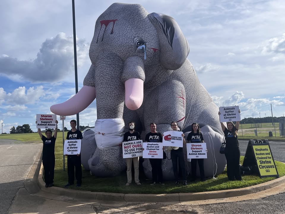 Protest for Animal Rights