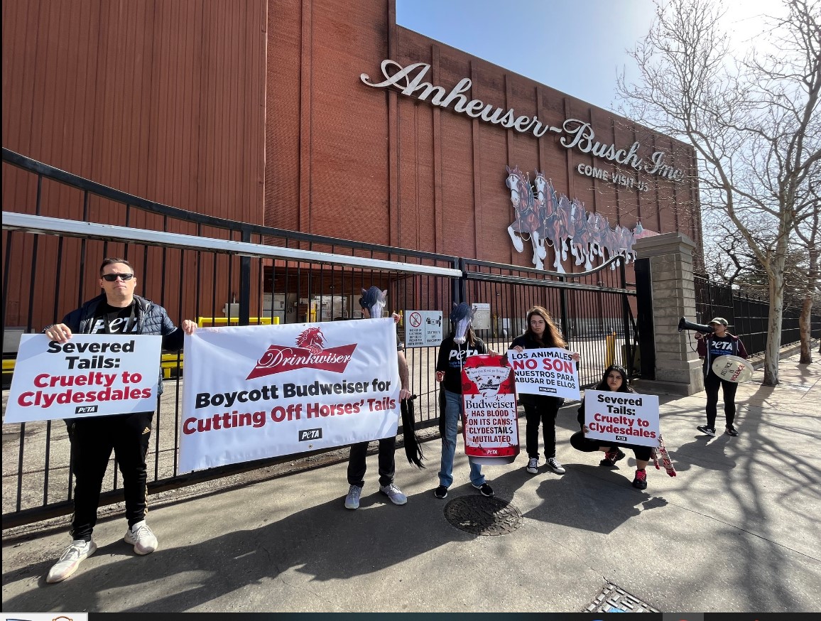 Protest for Animal Rights