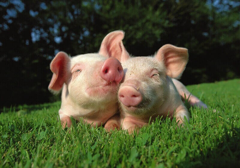 Protest for Animal Rights