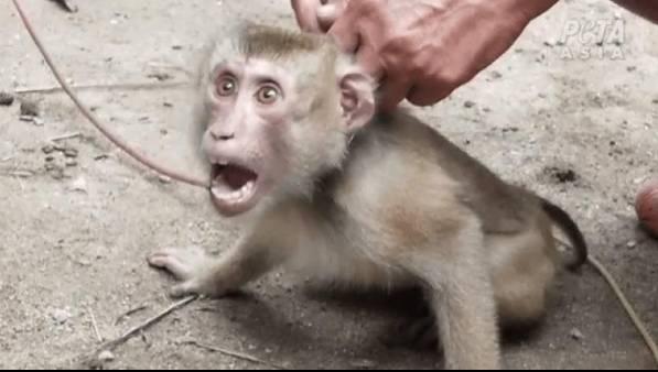Protest for Animal Rights