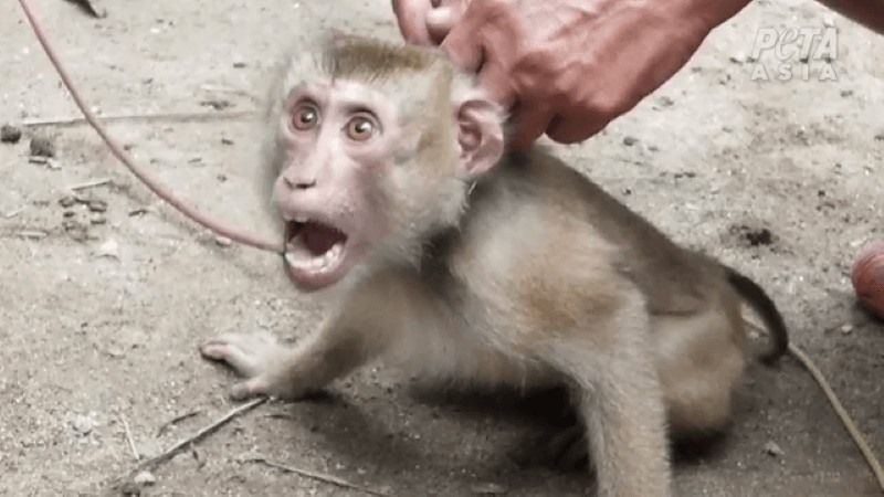 Protest for Animal Rights
