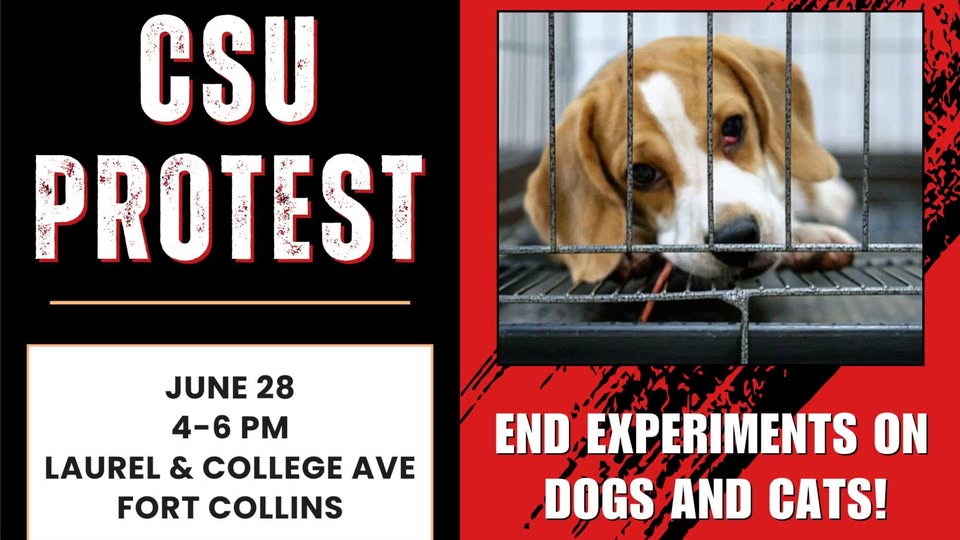 Protest for Animal Rights
