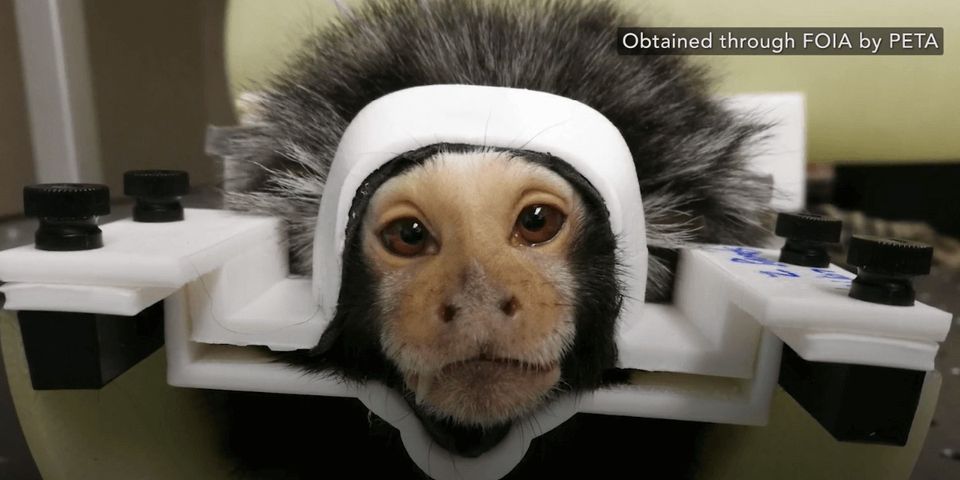 Protest for Animal Rights