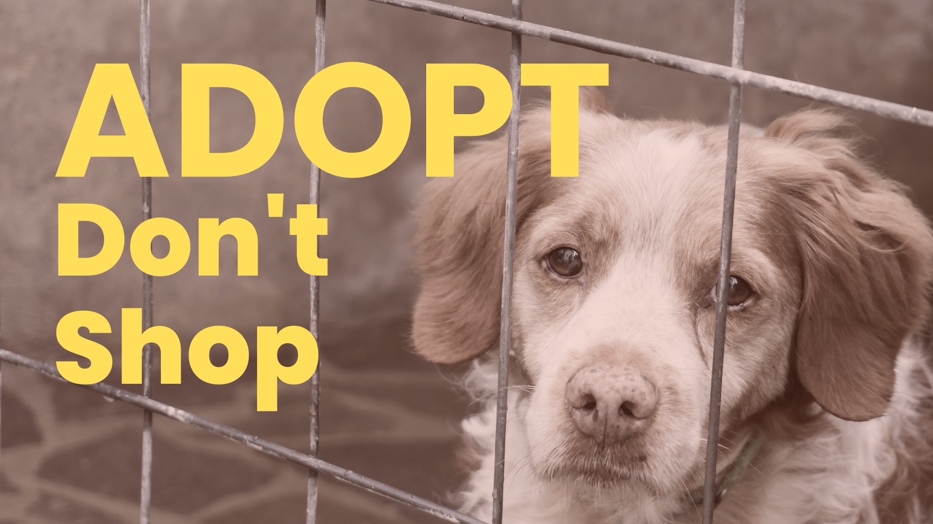 New Hampshire Animal Rights League