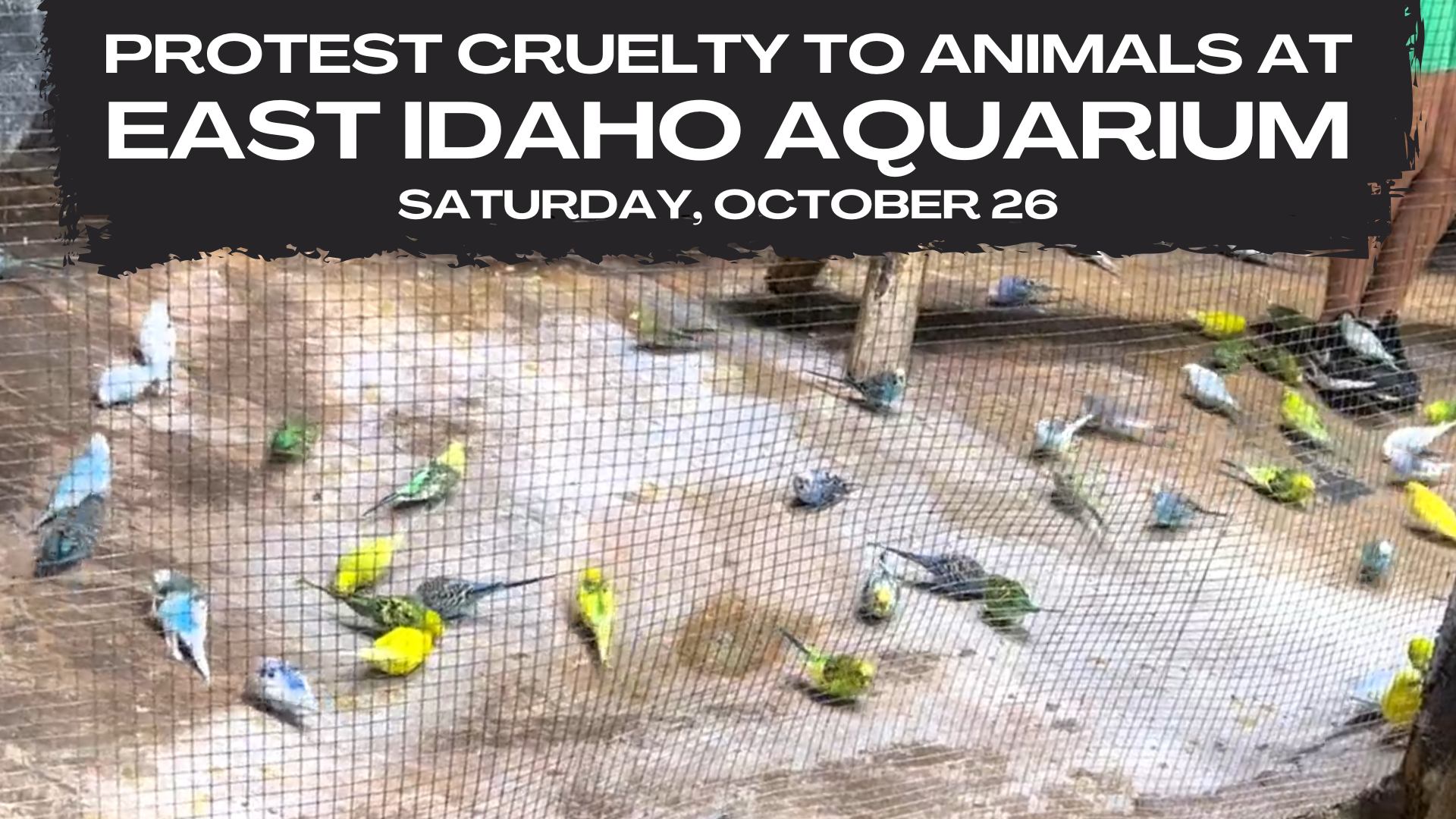Protest for Animal Rights