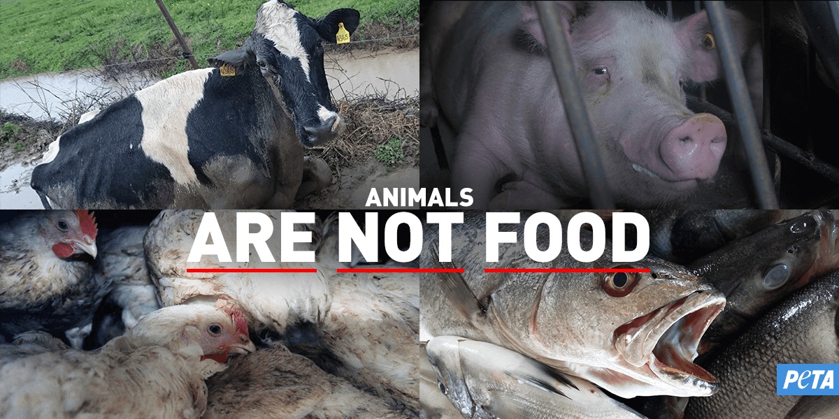 Protest for Animal Rights