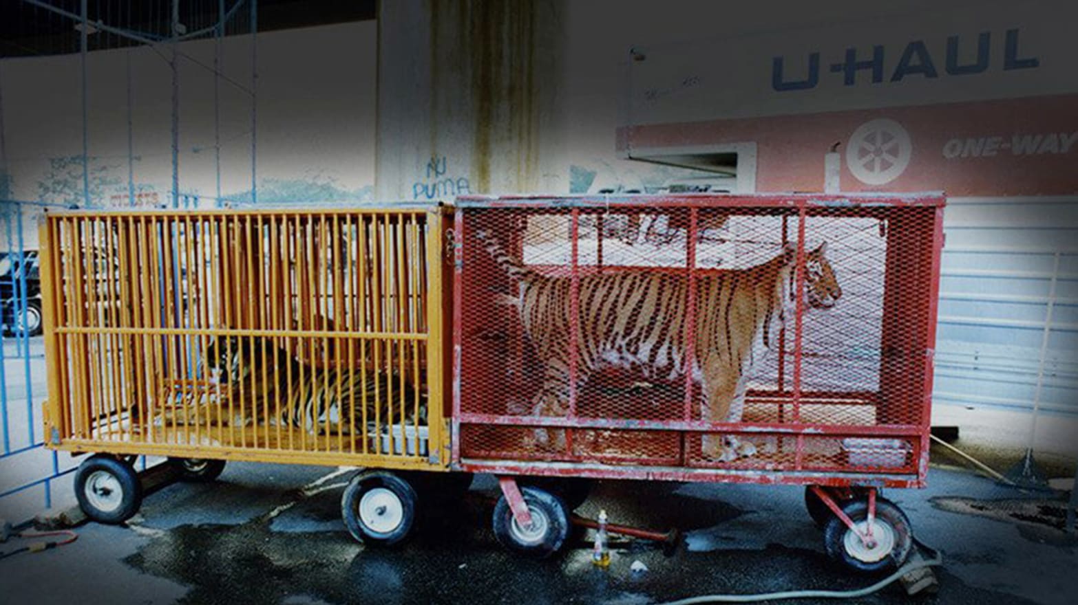 Protest for Animal Rights