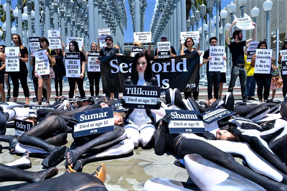 Protest for Animal Rights
