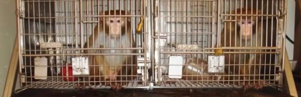 Protest for Animal Rights