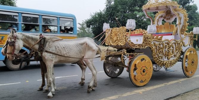 Protest for Animal Rights