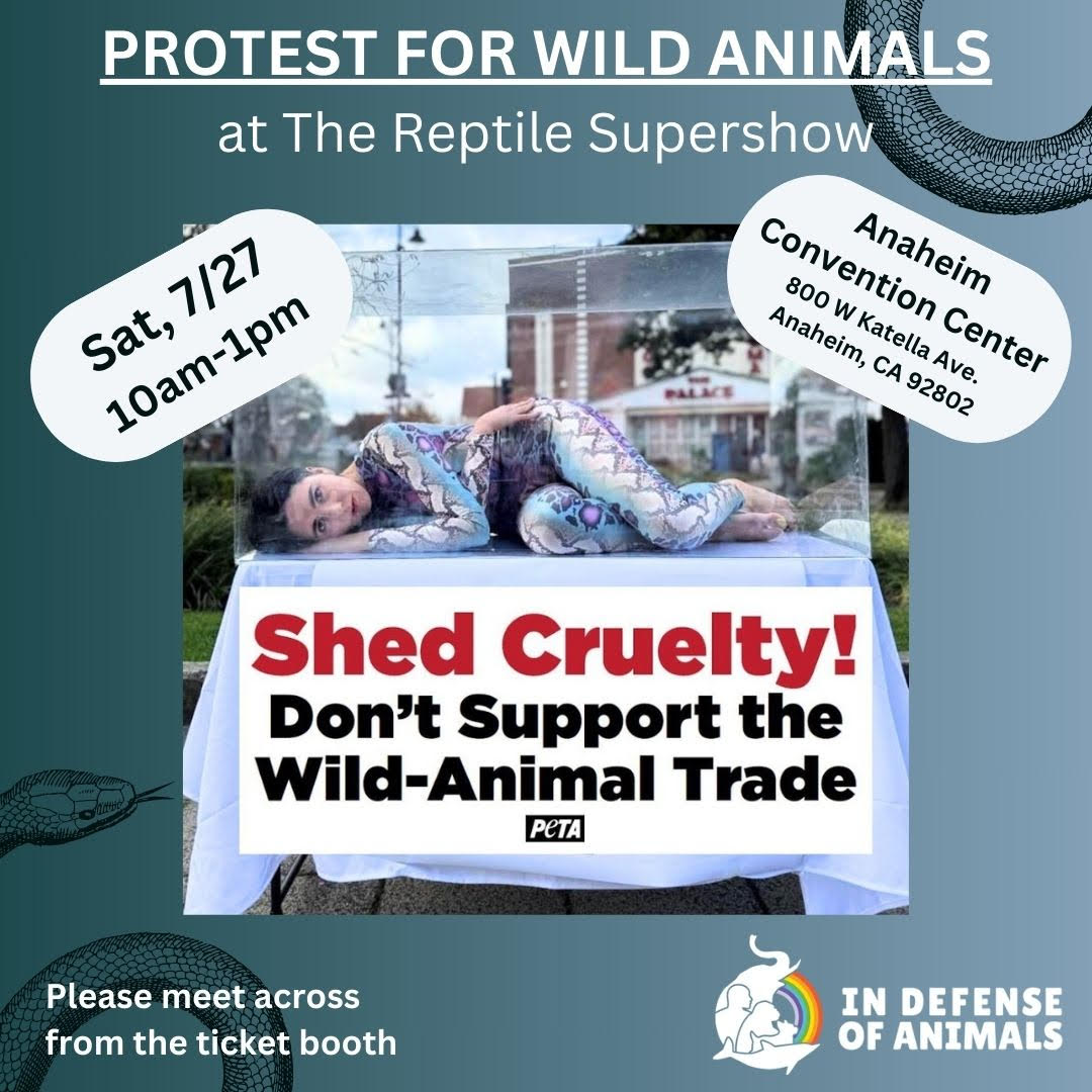 Protest for Animal Rights