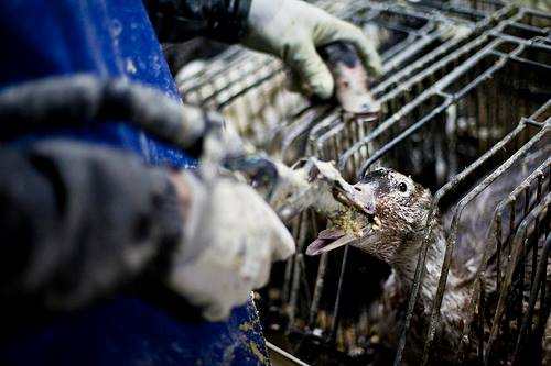 Protest for Animal Rights